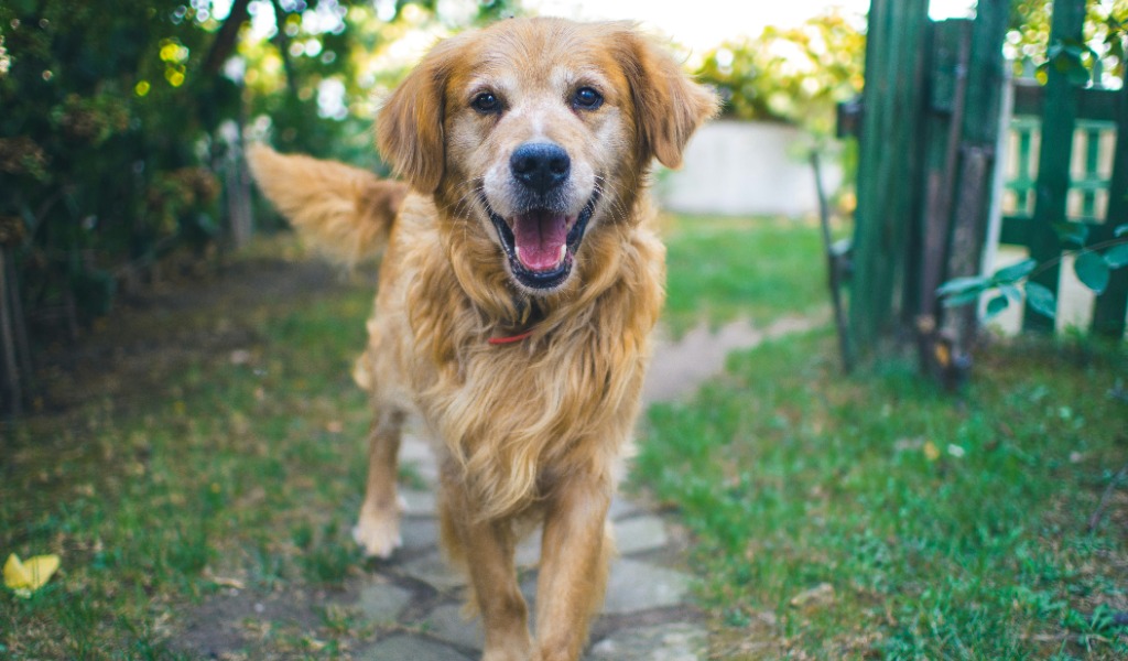 A dog on a walking path in a pet-friendly landscape.