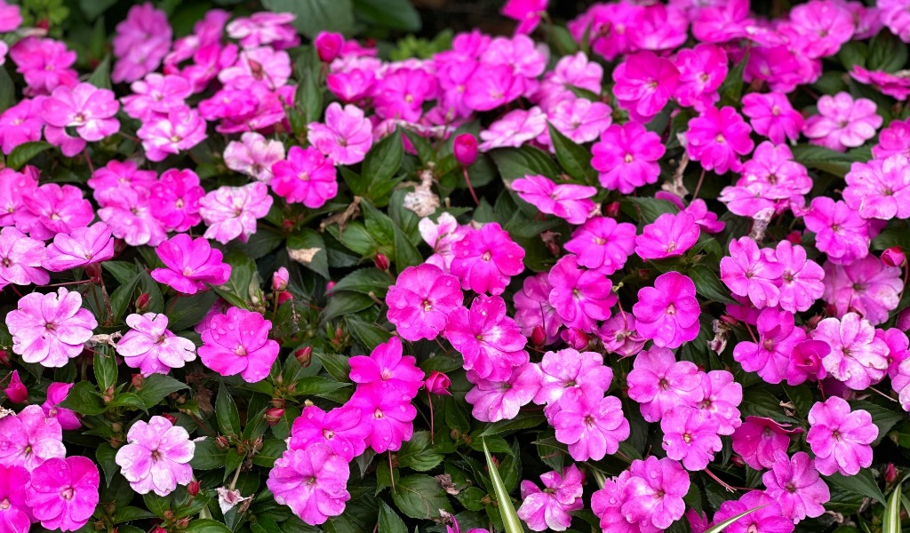 Vibrant geraniums planted in a spring garden.